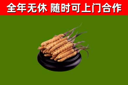 东方回收散虫草